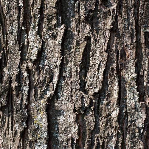 #bioPGH Blog: Tree Bark Identification