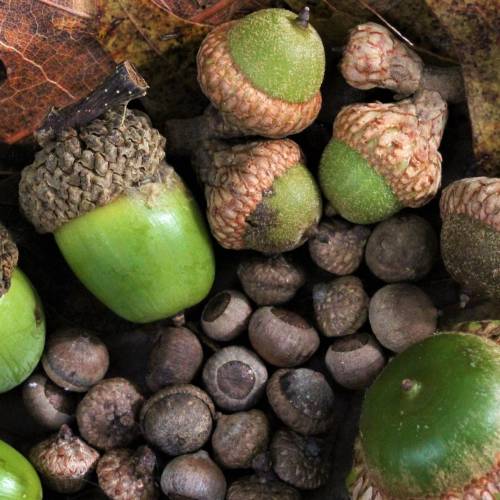 #bioPGH: Acorns Ahead!