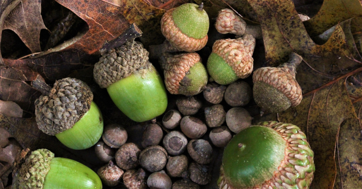 #bioPGH: Acorns Ahead!