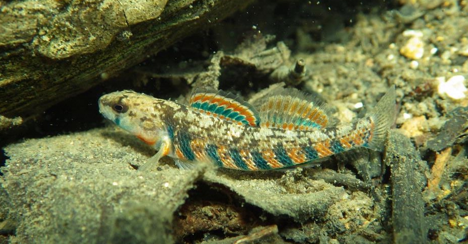 rainbow darter care