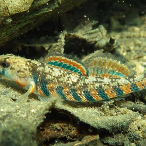 #bioPGH Blog: Ecology Lessons from Pennsylvania Darters