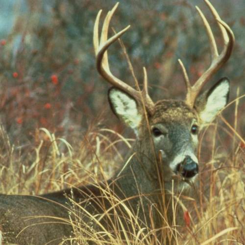 #bioPGH Blog: Oh Deer, Stuck in a Rut!