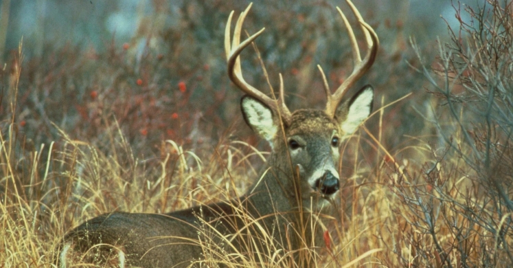 #bioPGH Blog: Oh Deer, Stuck in a Rut!
