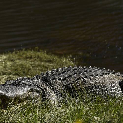 #bioPGH Blog Special Update: Alligators in Allegheny County