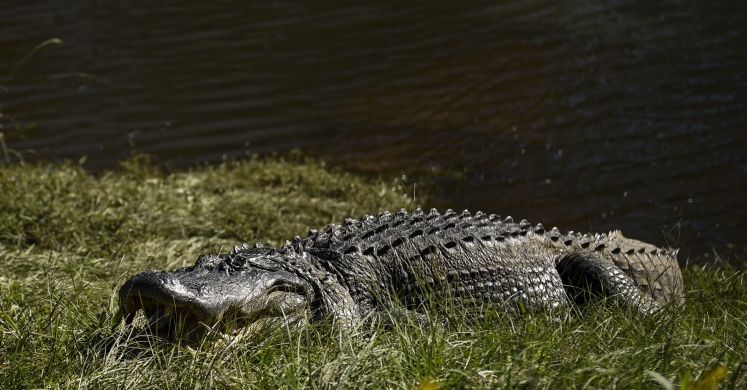 #bioPGH Blog Special Update: Alligators in Allegheny County