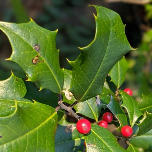 #bioPGH blog – To Prickle or Not to Prickle: Holly Leaves and Epigenetics