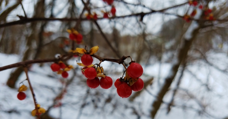 #bioPGH Blog: Asiatic Bittersweet #bioPGH Blog: Asiatic Bittersweet