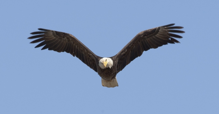 #bioPGH Blog: Pittsburgh’s Eagles #bioPGH Blog: Pittsburgh’s Eagles