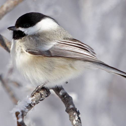 #bioPGH Blog: Our Wild Neighbors in the Winter Time