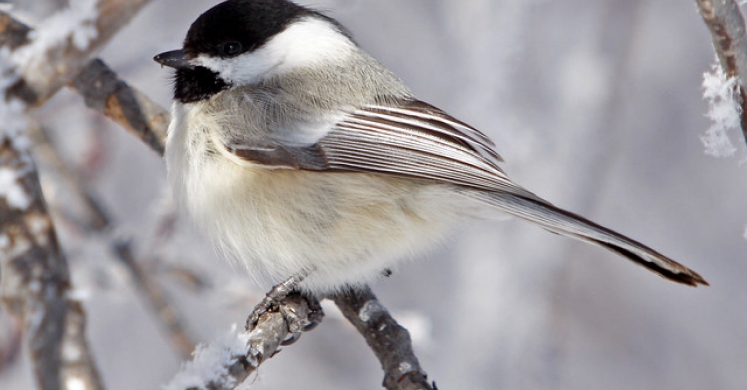 #bioPGH Blog: Our Wild Neighbors in the Winter Time #bioPGH Blog: Our Wild Neighbors in the Winter Time