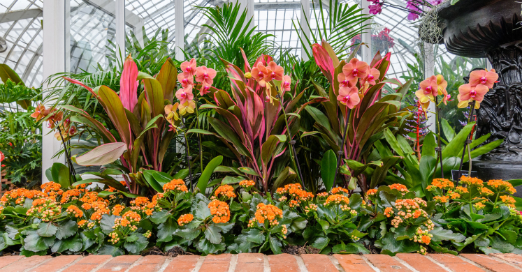 This Week at Phipps: March 14 – 20