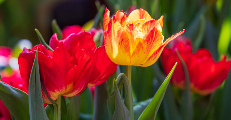 This Week at Phipps: April 11 – 17 This Week at Phipps: April 11 – 17