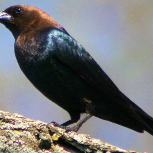 #bioPGH Blog: Brown-headed Cowbirds