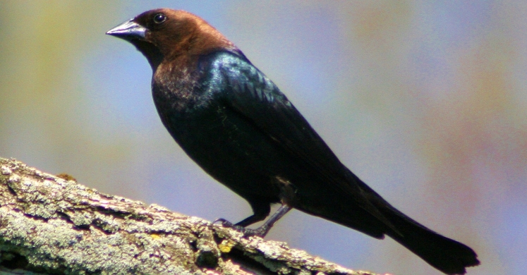 #bioPGH Blog: Brown-headed Cowbirds #bioPGH Blog: Brown-headed Cowbirds