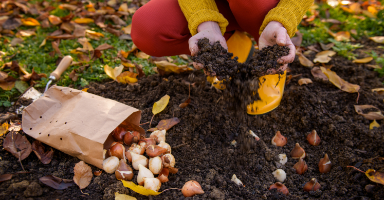 Greener Gardening: Make the Most of Fall Care