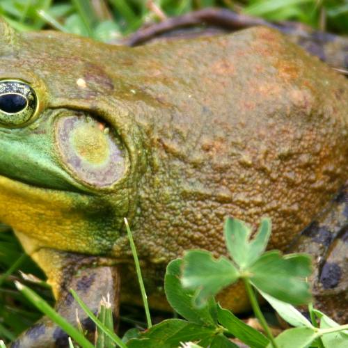 #bioPGH Blog: A Frog Winter’s Nap