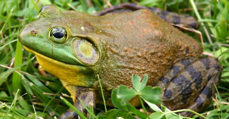 #bioPGH Blog: A Frog Winter’s Nap #bioPGH Blog: A Frog Winter’s Nap