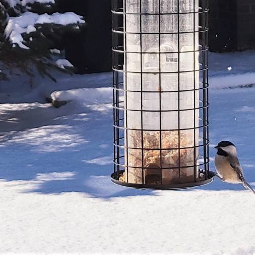 #bioPGH Blog: Chickadee Hybrid Zone