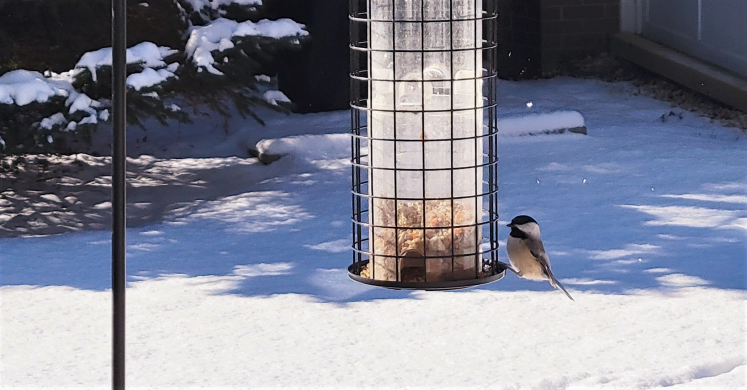 #bioPGH Blog: Chickadee Hybrid Zone #bioPGH Blog: Chickadee Hybrid Zone