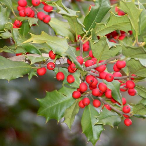 #bioPGH Blog: American Holly