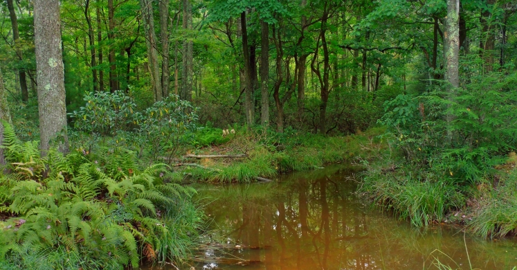 #bioPGH Blog: More Than a Puddle #bioPGH Blog: More Than a Puddle