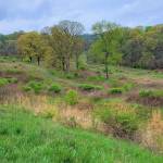 #bioPGH Blog: Meadows and Lawns in the City, Part III