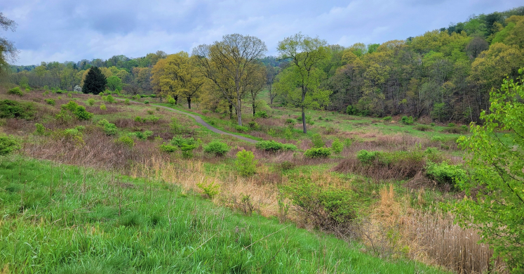 #bioPGH Blog: Meadows and Lawns in the City, Part III #bioPGH Blog: Meadows and Lawns in the City, Part III