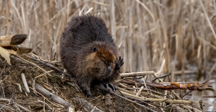 #bioPGH Blog: A New Neighbor at Frick Park? #bioPGH Blog: A New Neighbor at Frick Park?