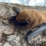 #bioPGH Blog: A Bat Night Hike