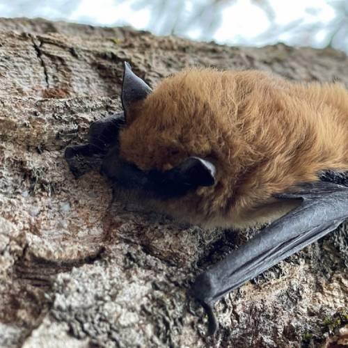 #bioPGH Blog: A Bat Night Hike