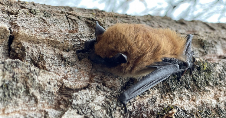#bioPGH Blog: Not-So-Spooky…Bats!