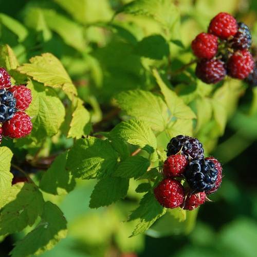 #bioPGH Blog: Black Raspberries