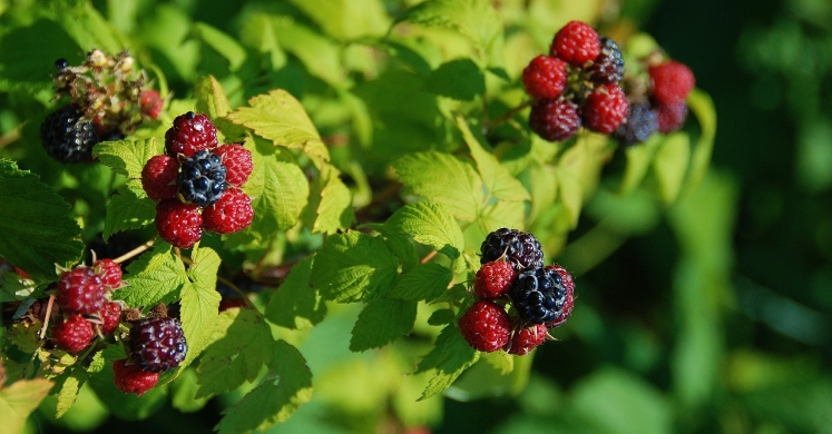 #bioPGH Blog: Black Raspberries