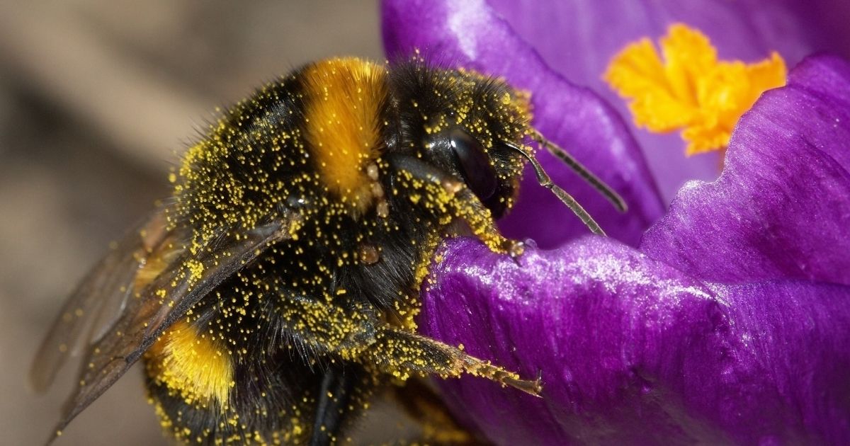 Фото шмеля на цветке крупным планом