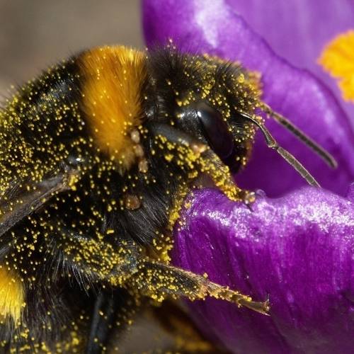 #bioPGH Blog: Pollinator Week!