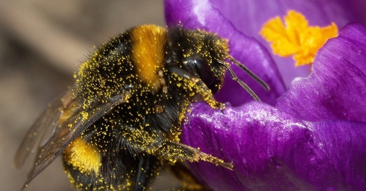 #bioPGH Blog: Pollinator Week!
