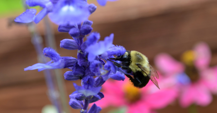 #bioPGH Blog: Bumblebees Having a Ball!