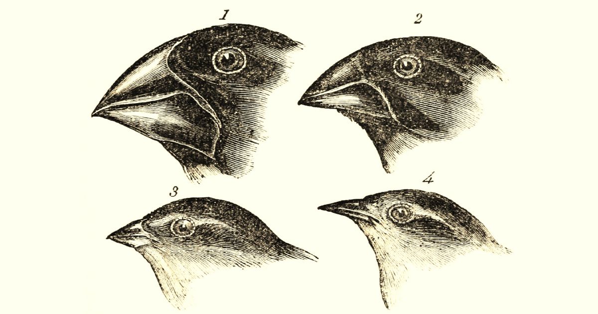 darwin's finches drawing