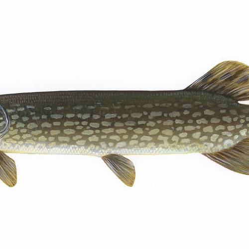 #bioPGH Blog: Nostalgia and the Northern Pike