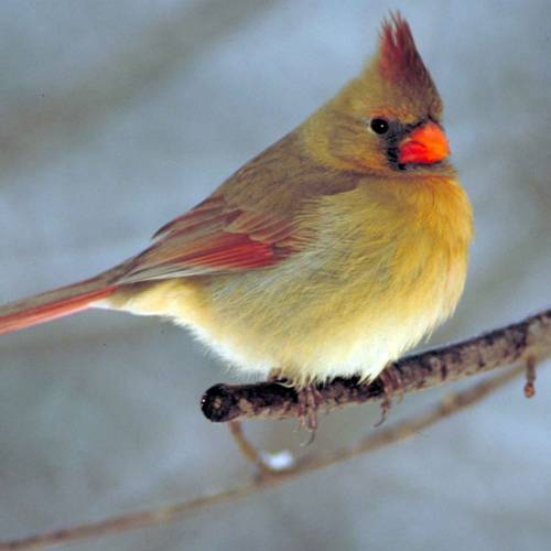 #bioPGH Blog: Northern Cardinals