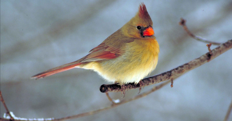 #bioPGH Blog: Northern Cardinals