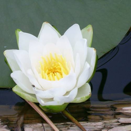 #bioPGH Blog: Water Lilies