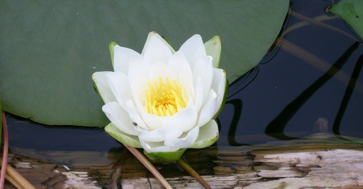 #bioPGH Blog: Water Lilies