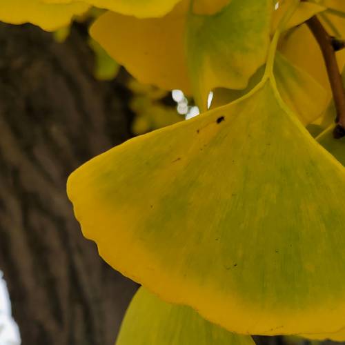 #bioPGH: The Splendid and Stinko Ginkgo