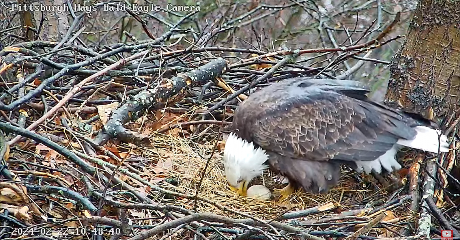 Nest egg shop camera