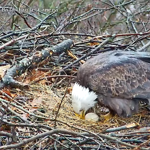 #bioPGH Blog: No Eggs from the Hays Pair this Year