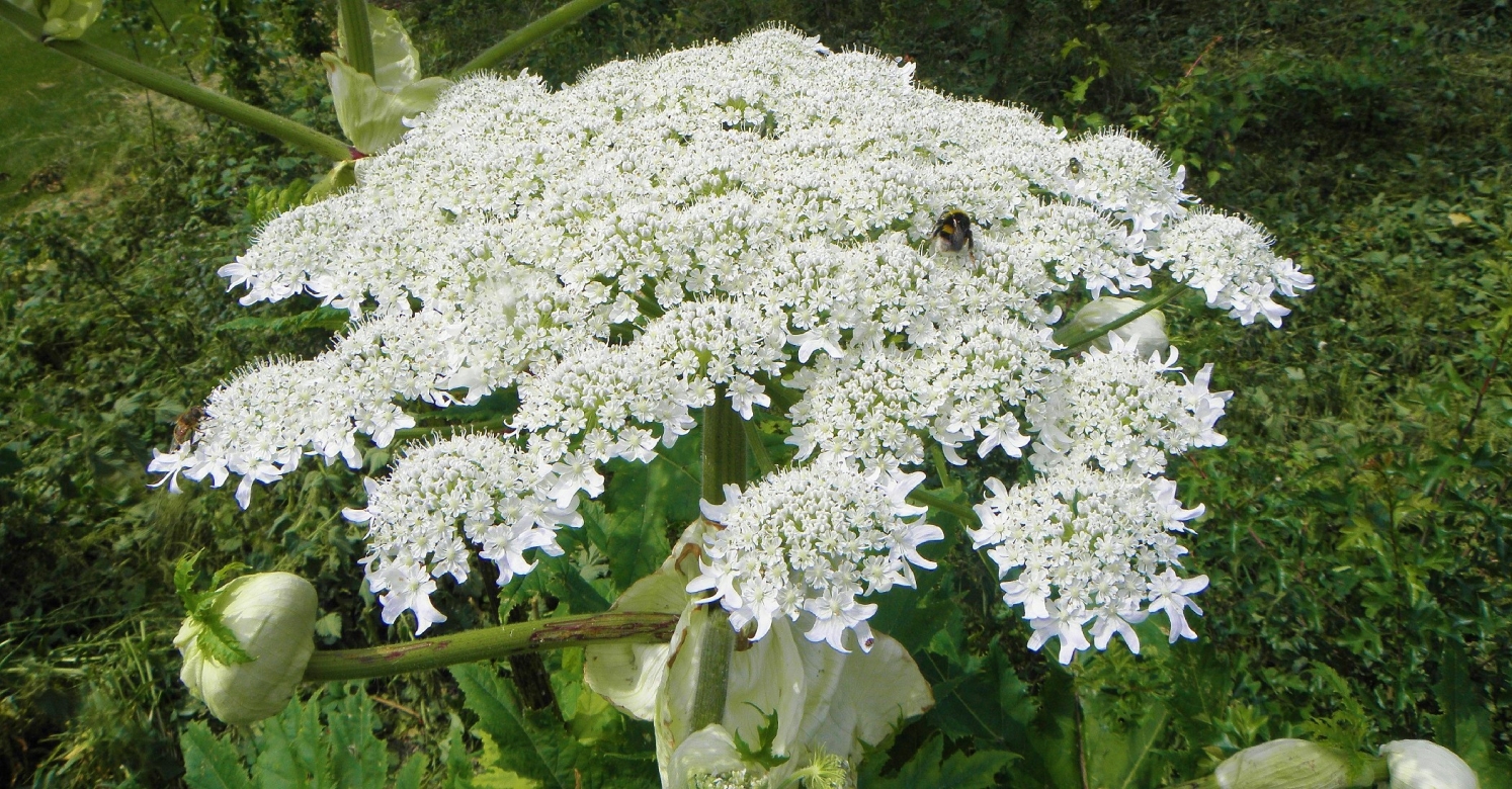 bioPGH Blog: Giant Hogweed | Phipps Conservatory and Botanical Gardens |  Pittsburgh PA