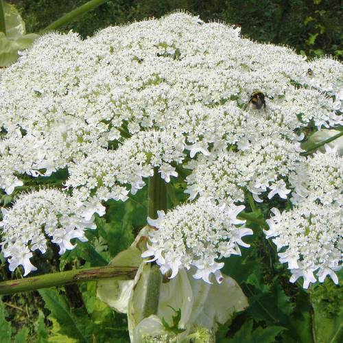 #bioPGH Blog: Giant Hogweed