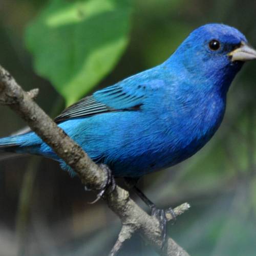 #bioPGH Blog: Indigo Buntings