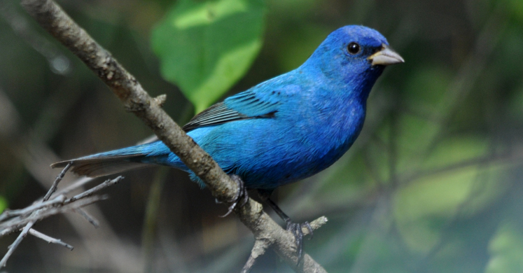 #bioPGH Blog: Indigo Buntings